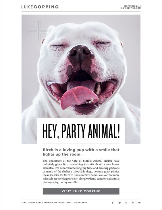 campañas de email con animales
